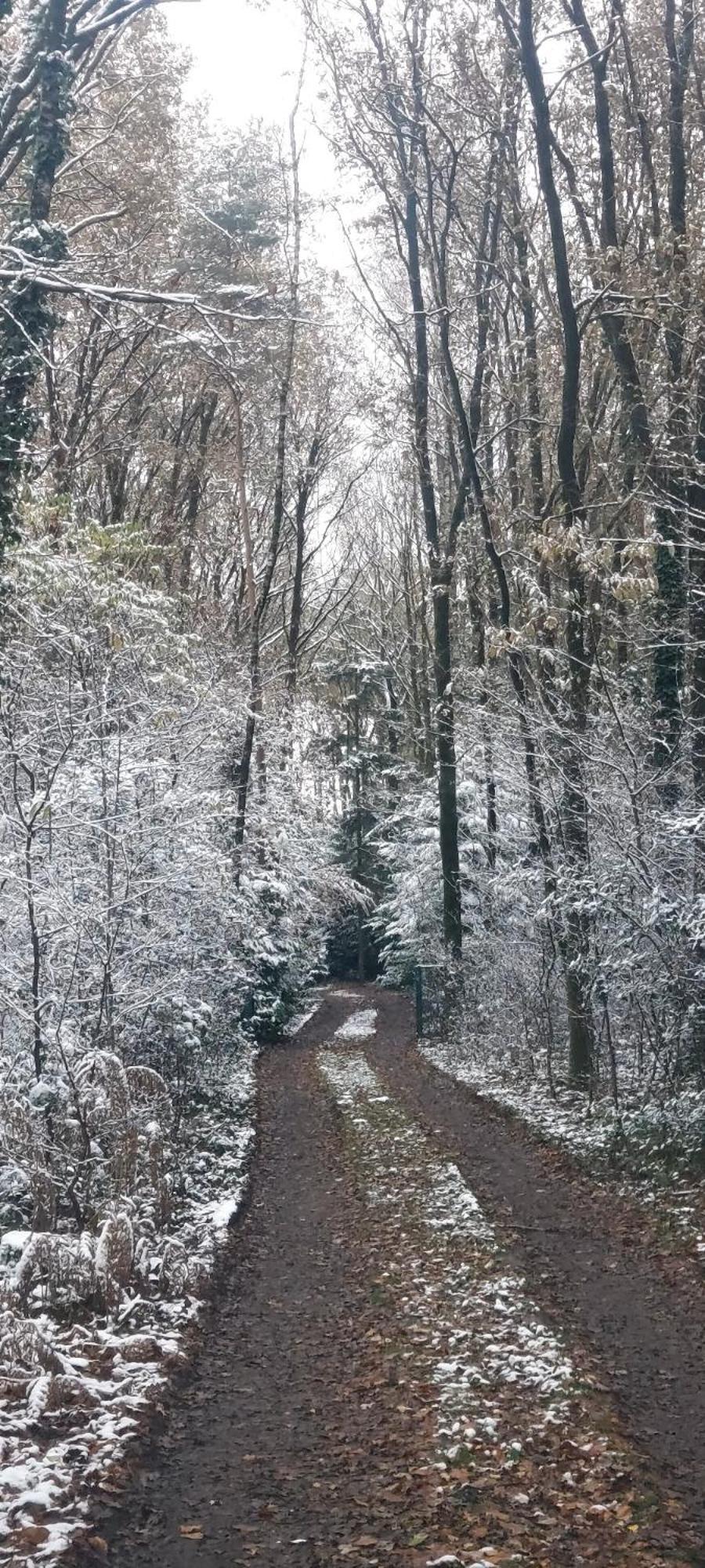 'T Boshuisje Opglabbeek Exterior photo
